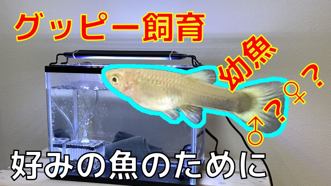 【グッピー飼育④】幼魚のオス・メスの選別の仕方をご紹介いたします。