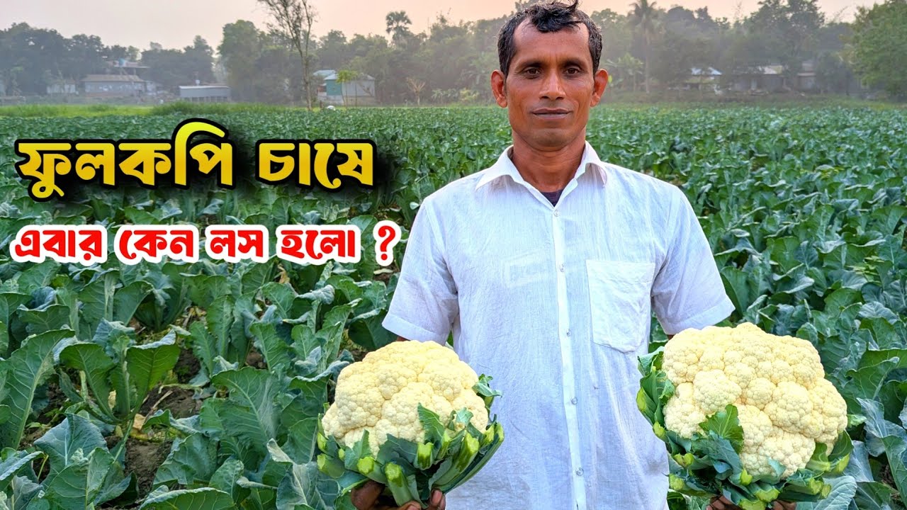 ফুলকপি চাষে ভালো ফলন হয়েছে তবুও দুশ্চিন্তায় কৃষক। Fulkopi Chass । Swadesh Agro ।