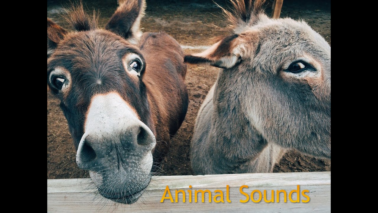 Animal Sounds for Children (20 Amazing Animals)