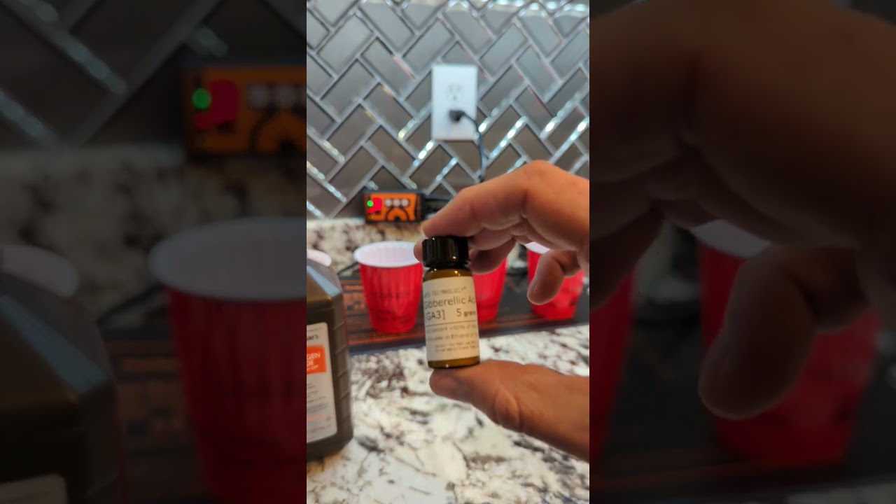 How To Germinate Seeds 50 + years Old! 🌱