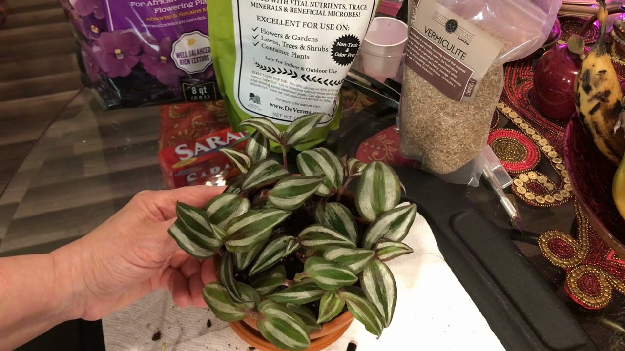 How to Prune your Wandering Jew and make it bushier!