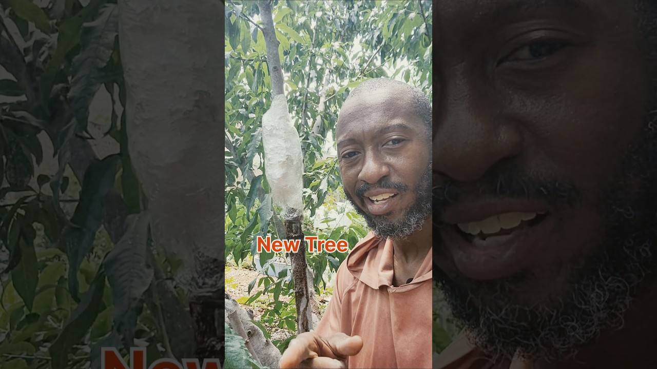 Clone a Fruit Tree the Easy Way! 🍑🧬#airlayering #fruittrees
