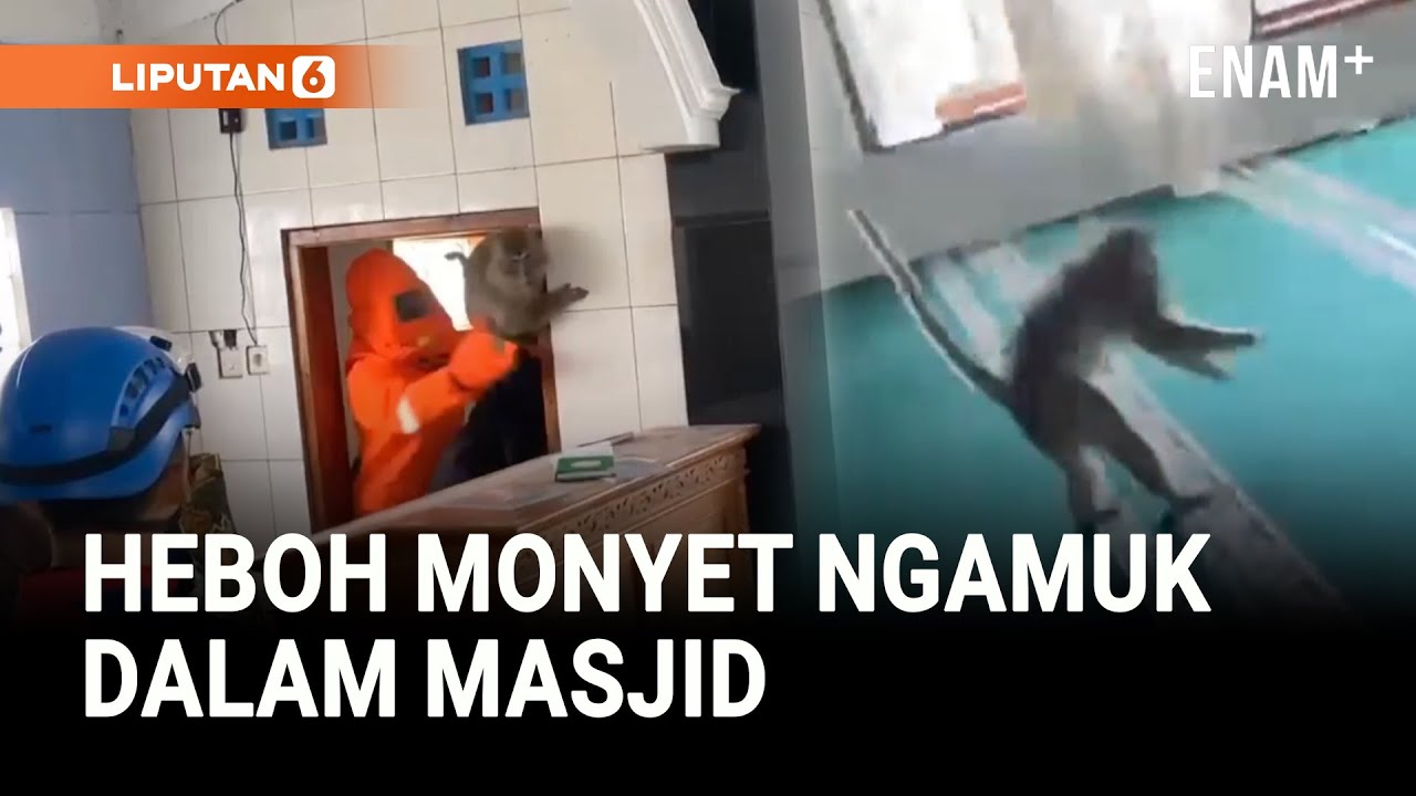 Heboh Monyet Liar Serang Warga Dalam Masjid | Liputan6