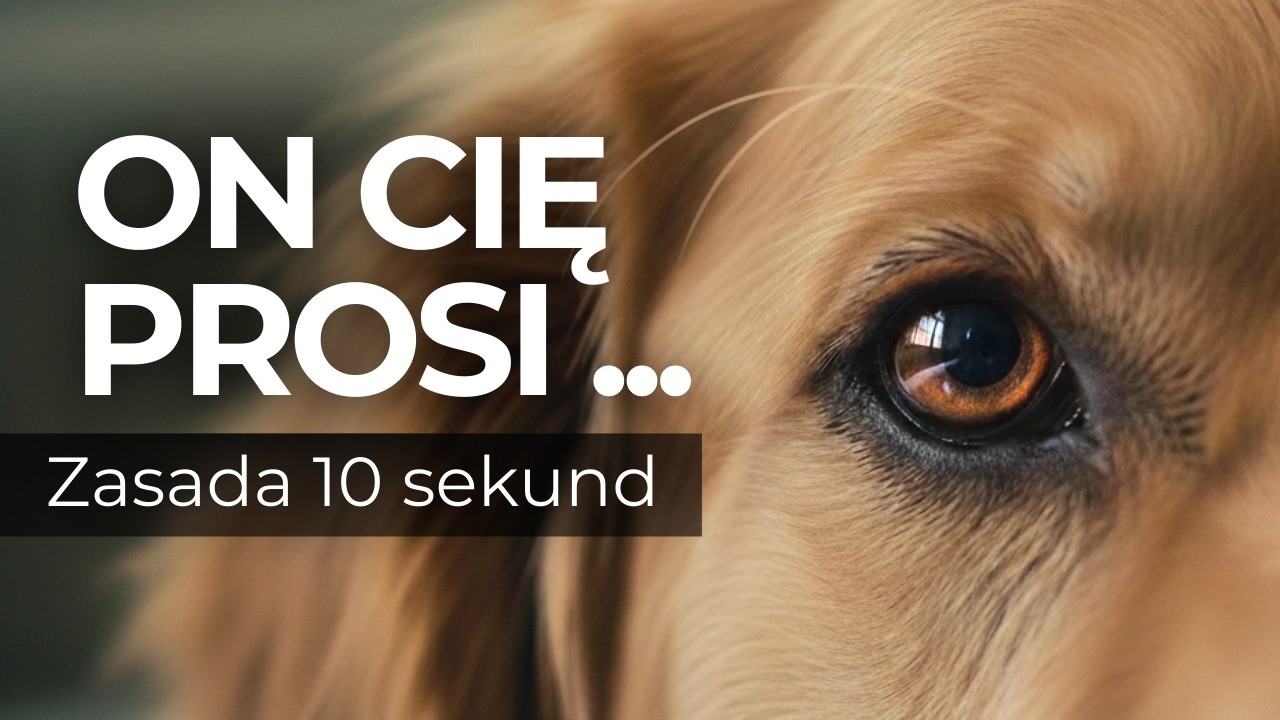 Twój pies desperacko tego potrzebuje, a Ty tego nie robisz (Zasada 10 sekund)