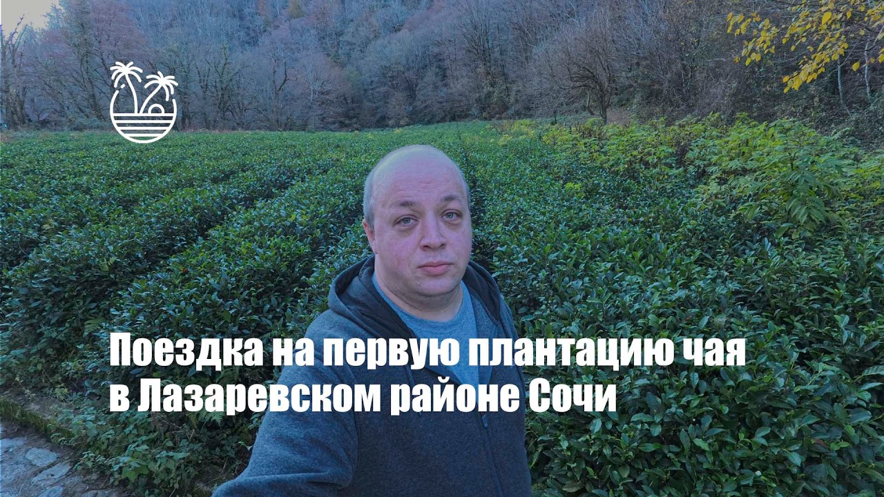 Поездка на первую плантацию чая в Лазаревском районе Сочи