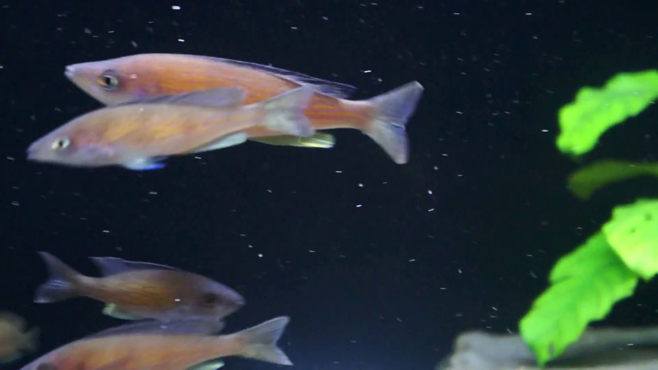 tanganyika 120×45×50 tank（2）