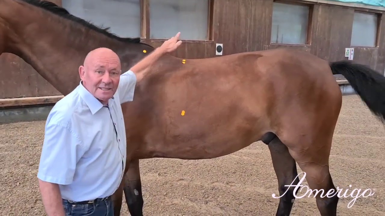 Cervia Dressage Sattel _ DE