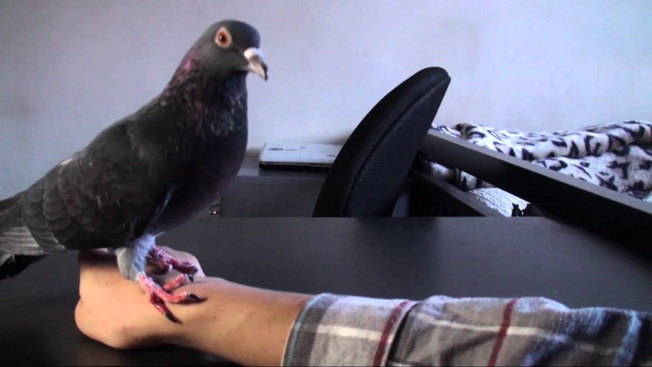 Angry Pigeon