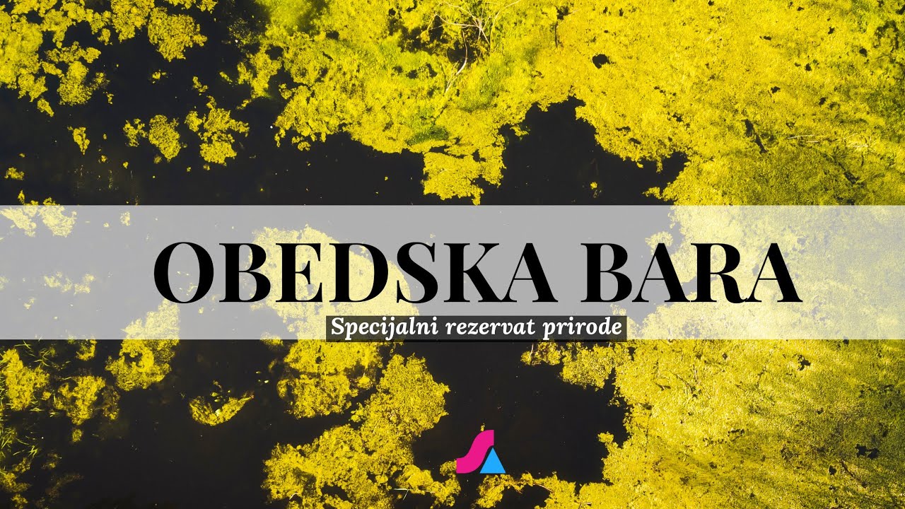 4K - Specijalni rezervat prirode Obedska bara (The Obed swamp)