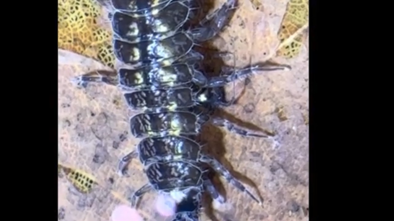 ALLEVAMENTO CROSTACEI CASALINGO