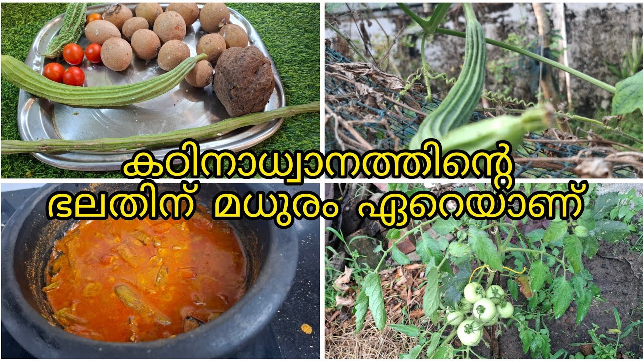ഇന്നത്തെ  വിളവുകളും  അത്  കൊണ്ടുള്ള  കറിയും/mehanath ka phal meetta