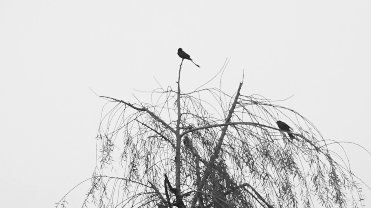 BIRDS - A Pawan Simkhada Film