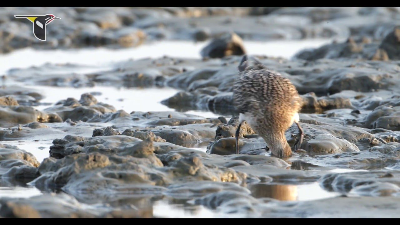 Migratory Shorebirds Depend on the Yellow Sea English 1080p