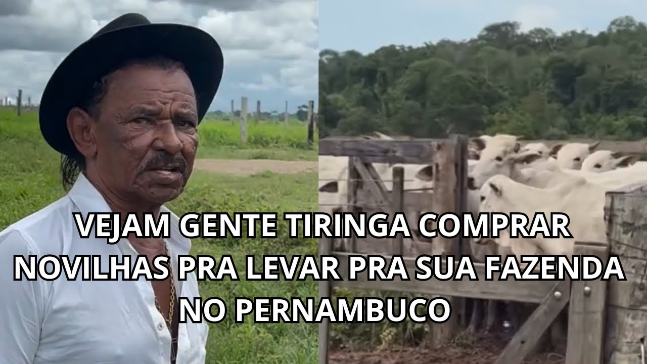 VEJA GENTE TIRINGA COMPRAR NOVILHAS PRA LEVAR PRA SUA FAZENDA NO PERNAMBUCO 