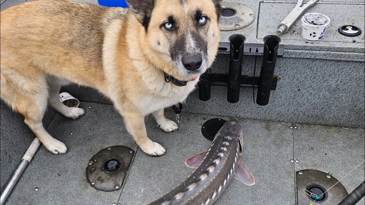 Sturgeon Fishing - Fishing a Hot Bite On The CA Delta 