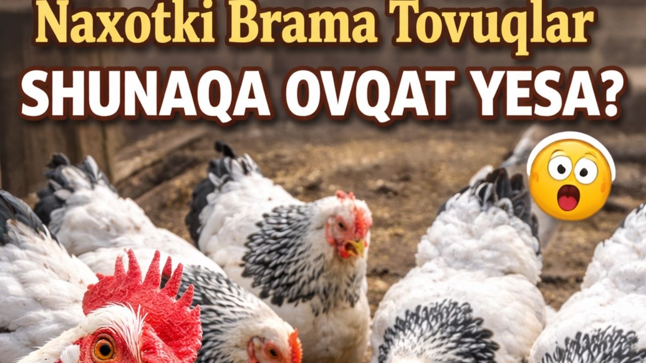 Naxotki Brama Tovuqlari Shunaqa Ovqat Yeydi?! 😱
