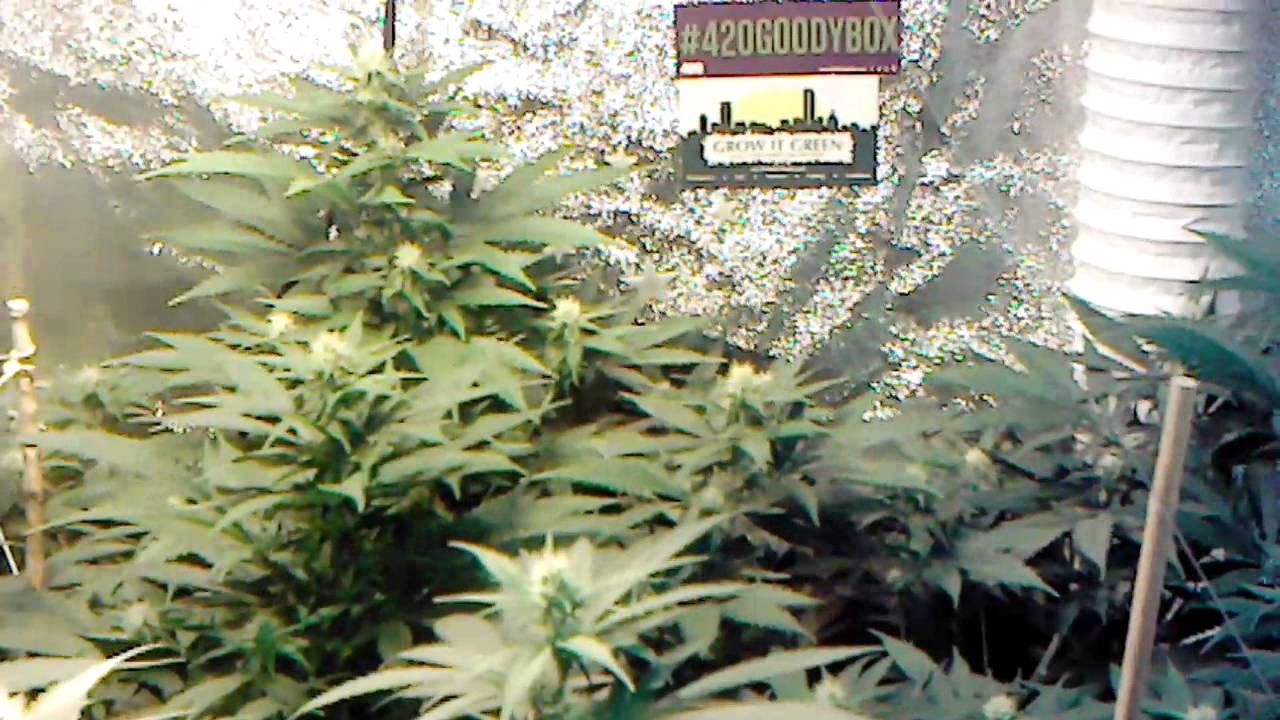 Grow Season 2 ( 11 weeks ) 2 weeks 4 days flower