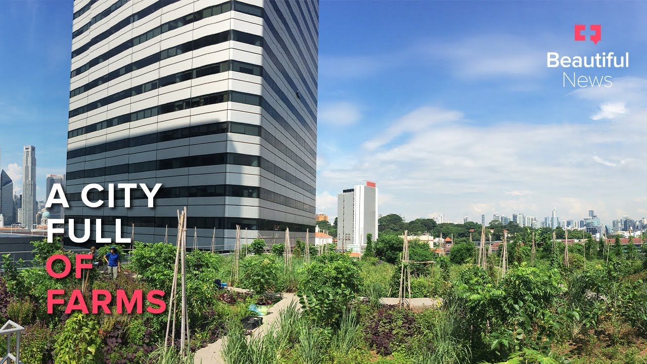 Getting to the root of food insecurity with an edible city | Beautiful News