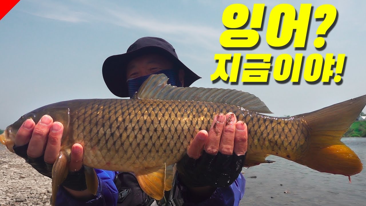 잉어 잡기 좋은 날씨다!