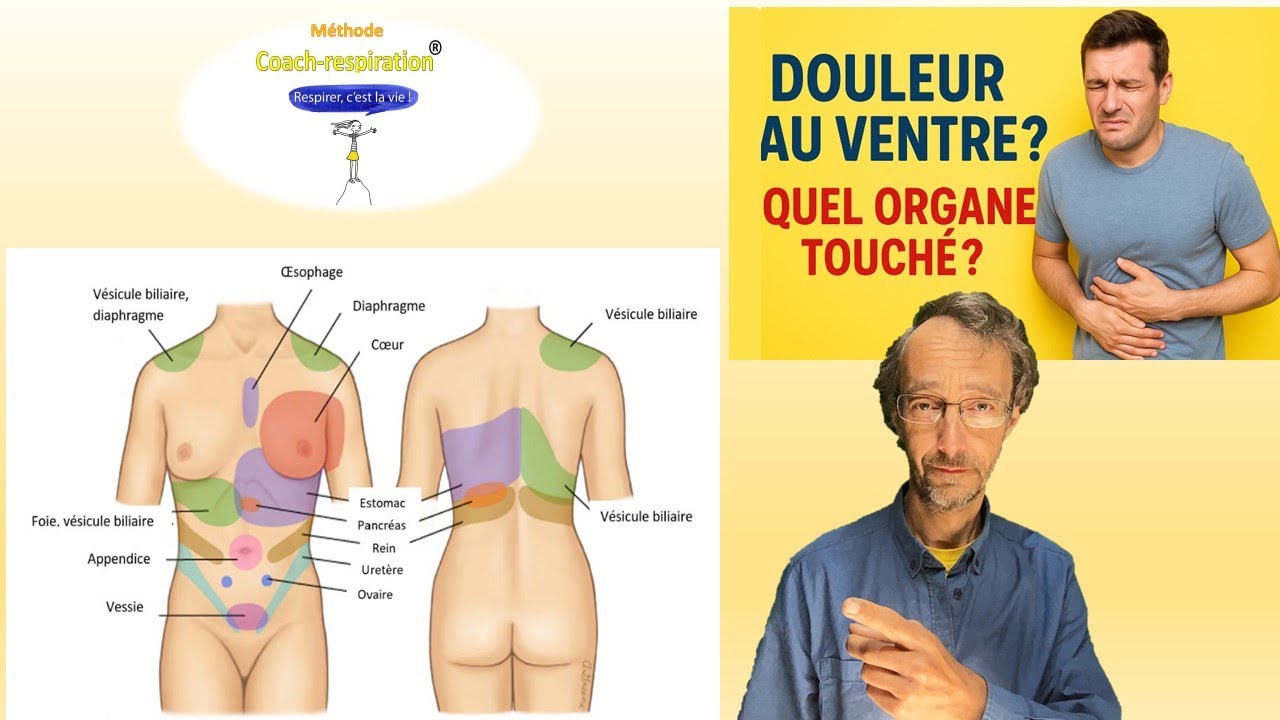 Douleur au ventre ? Identifie l'organe !