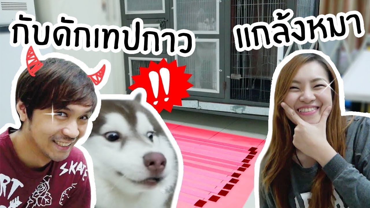 หมา VS เทปกาว // หมาสติแตกกับเทปกาว!!!