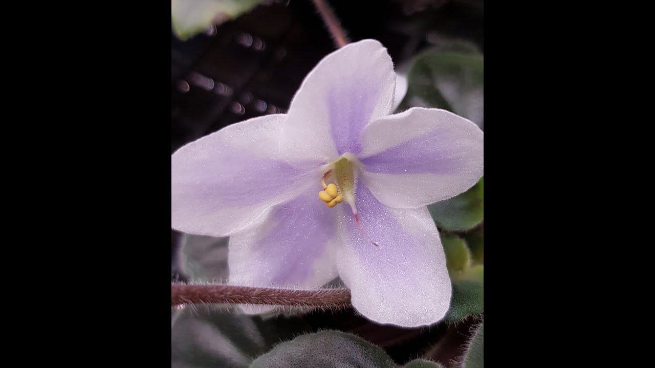 African Violet - Basic Hybridising   Part 1