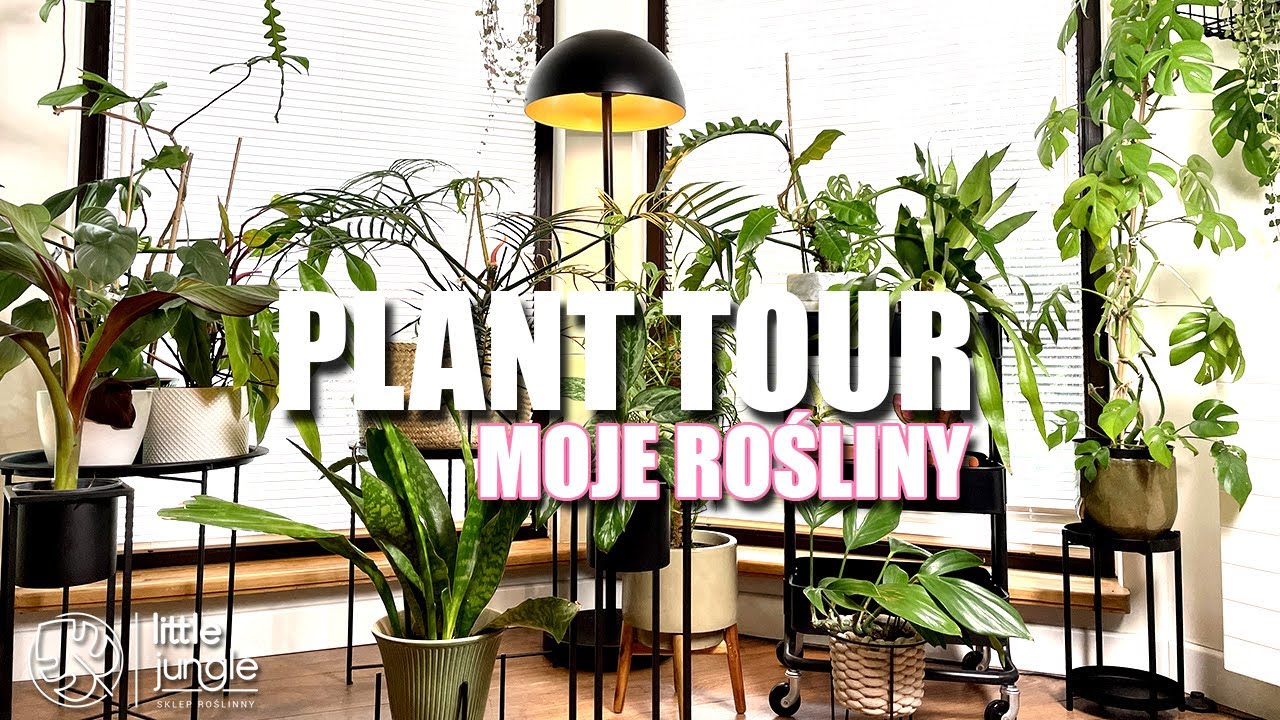 PLANT TOUR 🌿💕Pokazuję mój zakątek pełen roślin. Rośliny w domu. Poradnik o roślinach🪴💕
