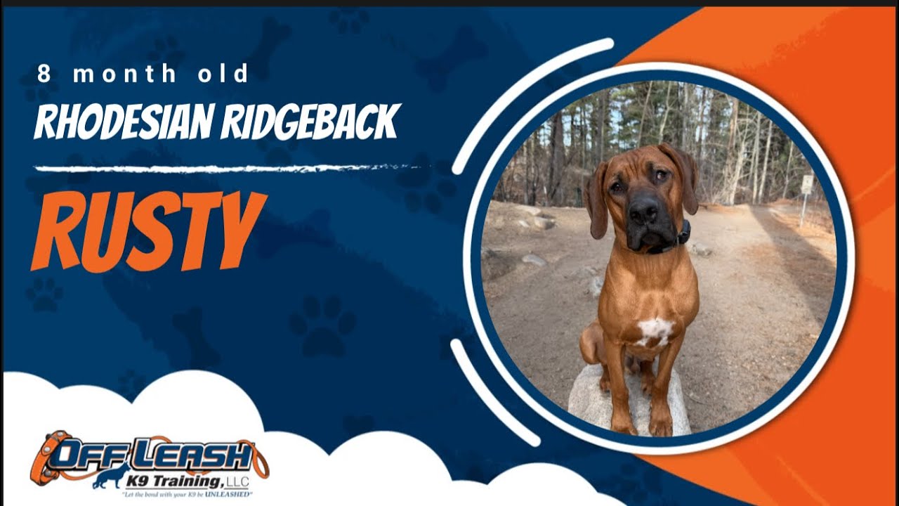 Rhodesian Ridgeback 🐾Off Leash Training | Best Dog Trainer | Reno, NV🐾
