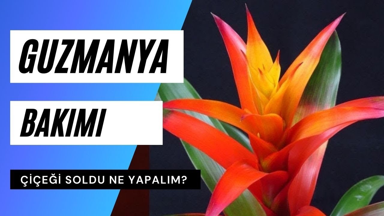 Guzmanya bakımı nasıl yapılır? | Guzmanya çiçeği soldu ne yapmalıyım?