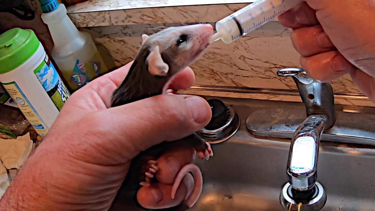 Monkey  the Baby Possum Nursing and Feeding - Episode 1