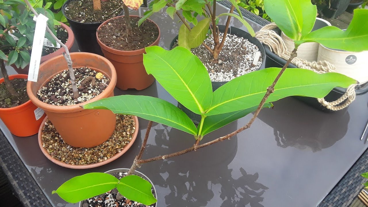 Wax Apple / Java Apple / Wax Jambu October update
