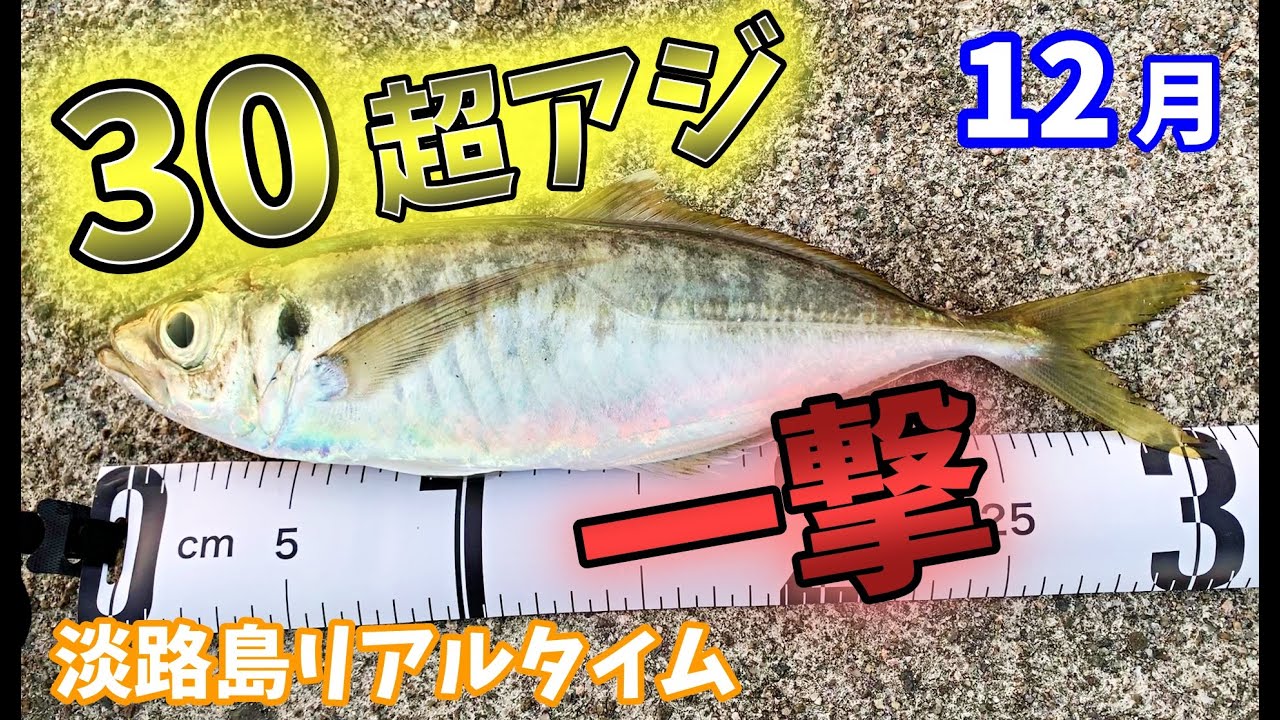 【アジング】【30cm超】初めてでも一撃で尺アジを釣る方法はコレ【淡路島リアルタイム】
