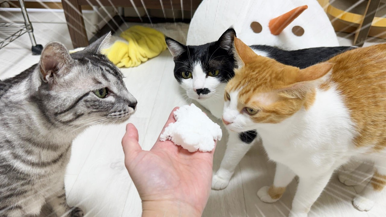 新居でのはじめての雪をみんなで楽しみにしていたら、、、