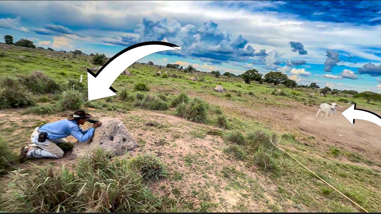 Nelore bravo ! Vaqueiro se camufla no cupim pra não virar vítima 😂🐂