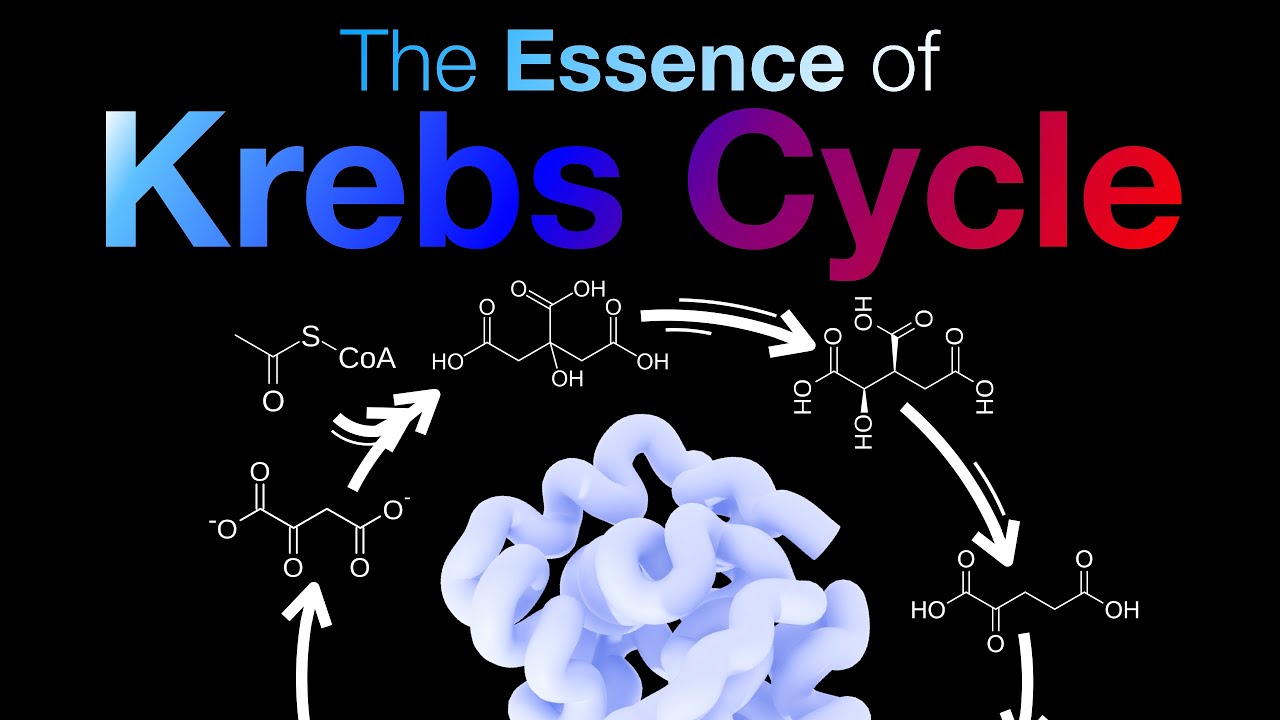 Why do we have to learn about the Krebs cycle?