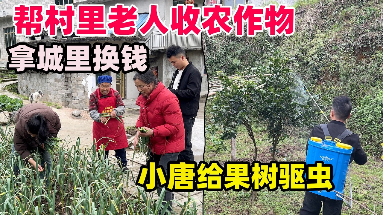 伯伯的蒜苔大丰收，帮忙拿到城里卖掉，也是一笔不小的收入，伯伯说有慧琳在比儿子还靠谱