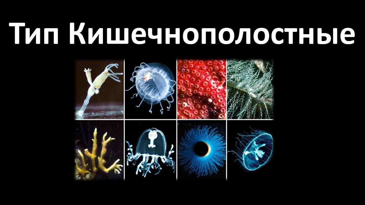 5. Кишечнополостные (7 класс) - биология, подготовка к ЕГЭ и ОГЭ 2019