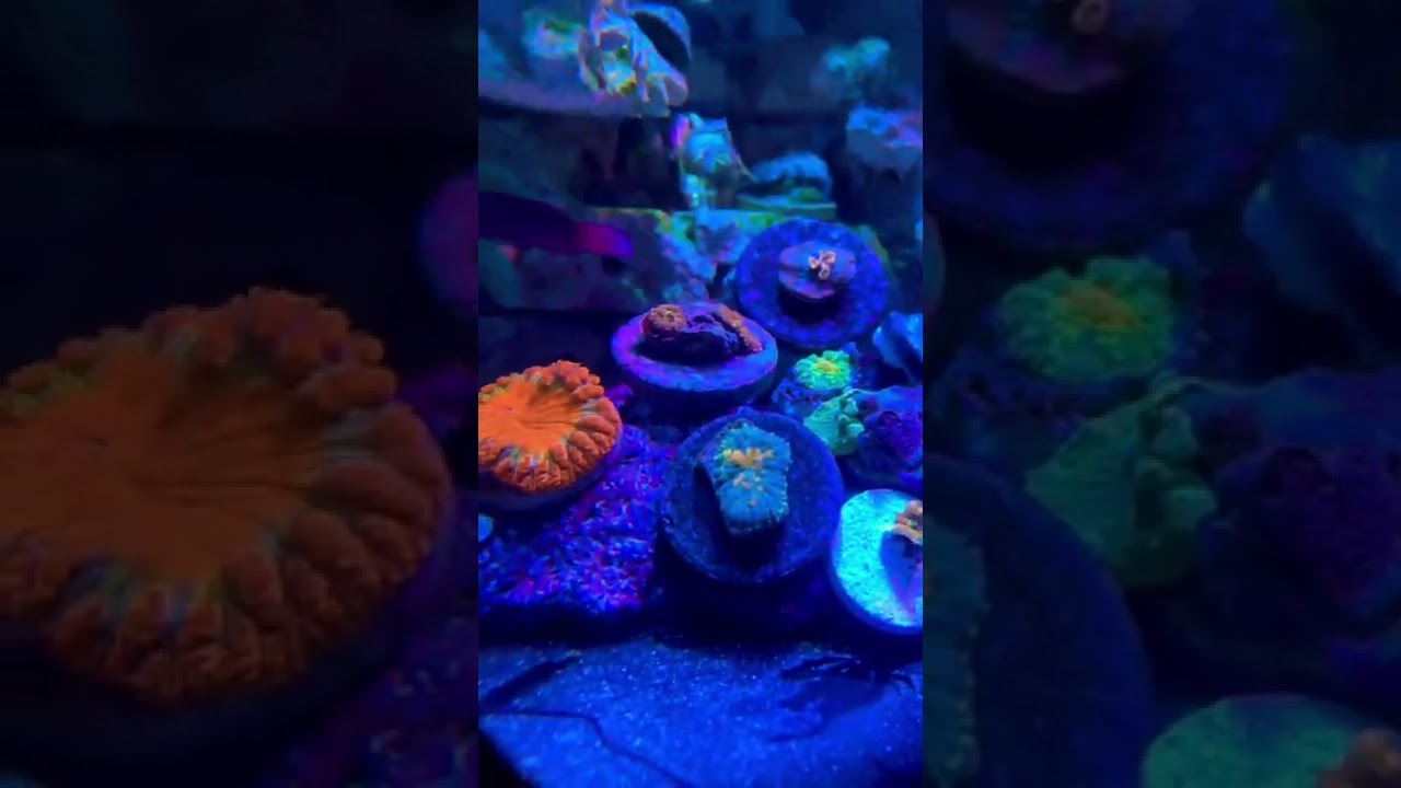 #reef #aquarium #aquascape #lps #sps #mushroom #shorts #relax #vibes #pop #bounce #entertainment #ye
