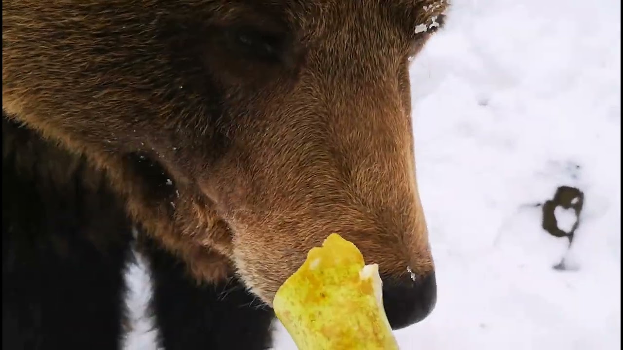 Аккуратный медведь и груша
