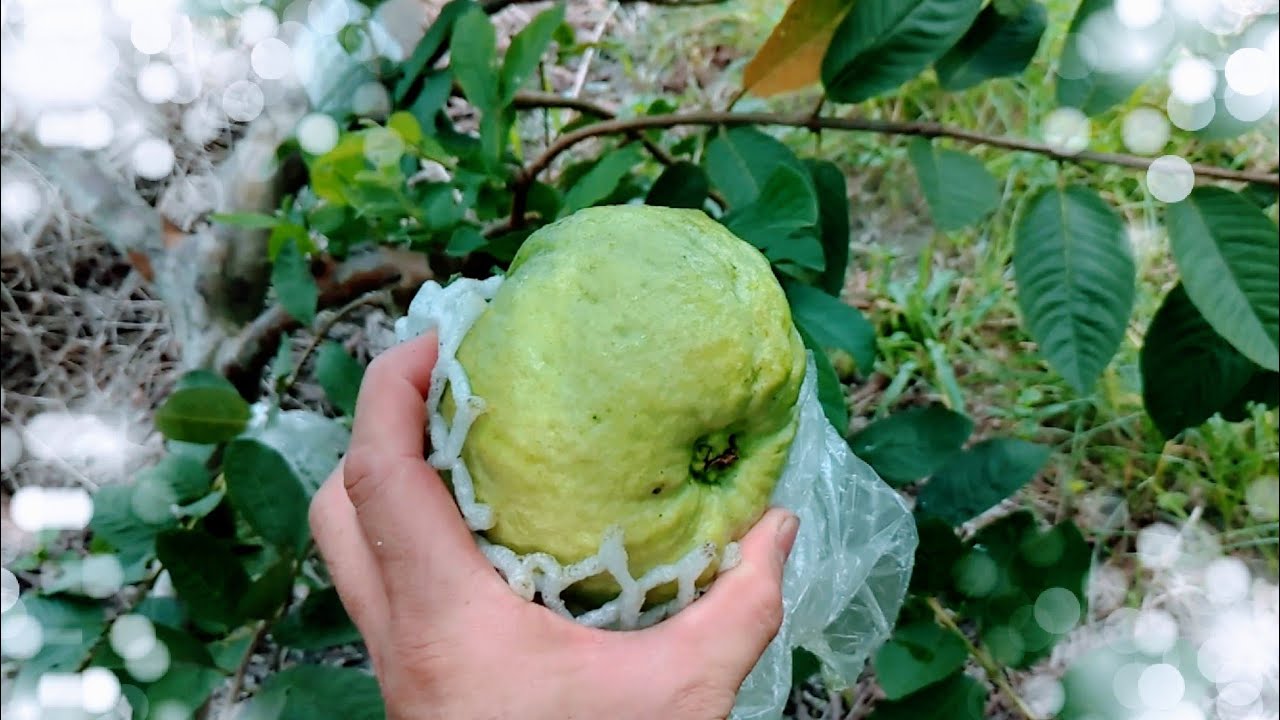社團朋友問：芭樂很大顆！平常怎麼「施肥」？讓園丁老弟告訴您。