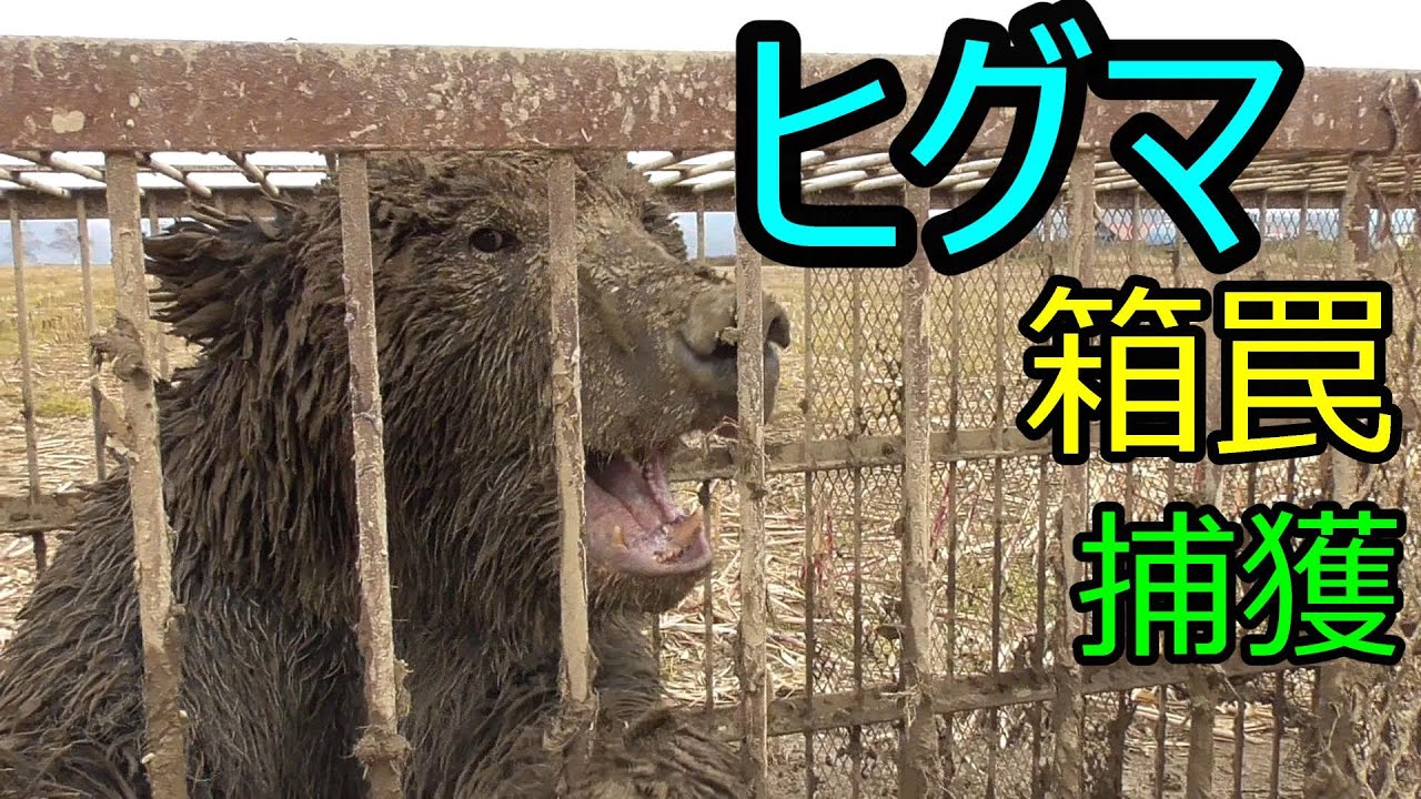 ひぐまを箱罠で捕獲しました　檻を壊していたひぐま