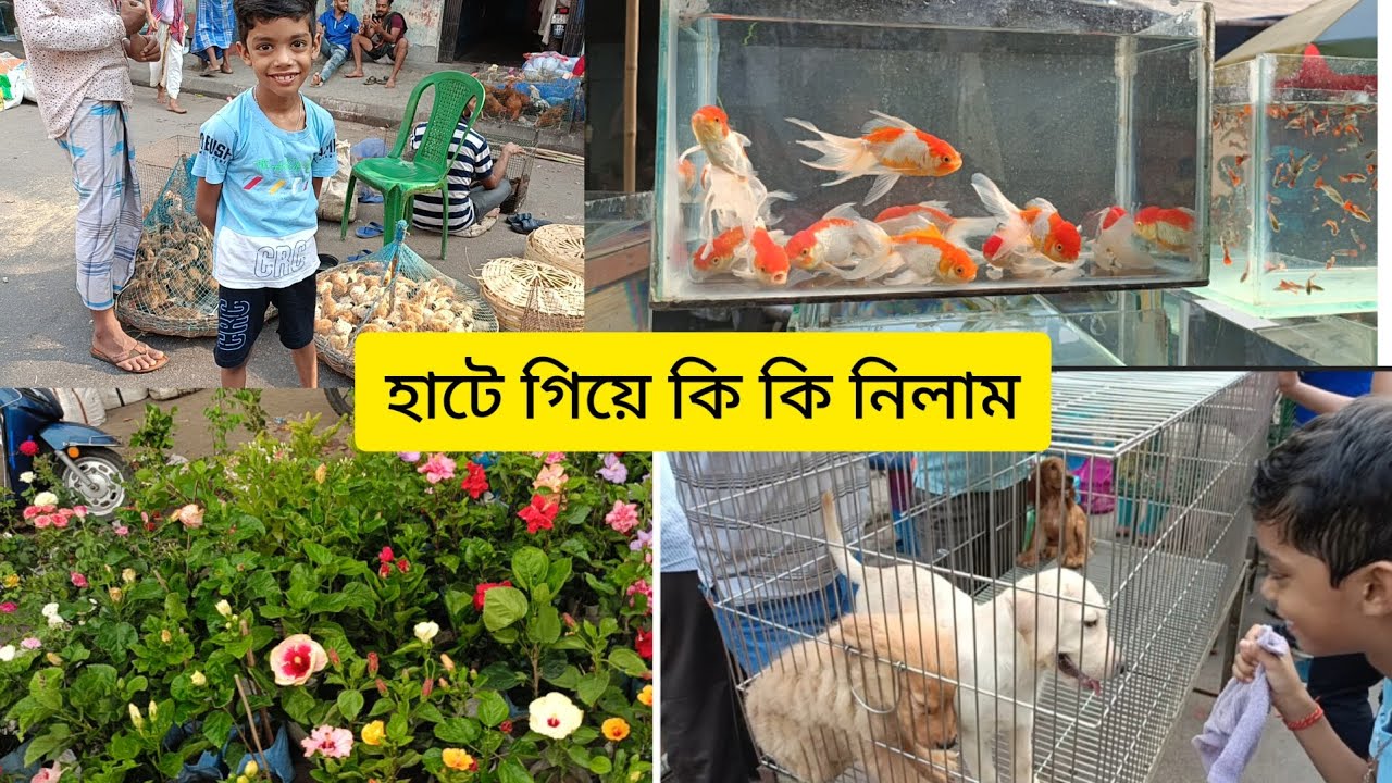 একই হাটে এতকিছু একসাথে। রিয়ান কি কি নিলো #galiffstreet#gallifstreetpetmarket#plants#greenery