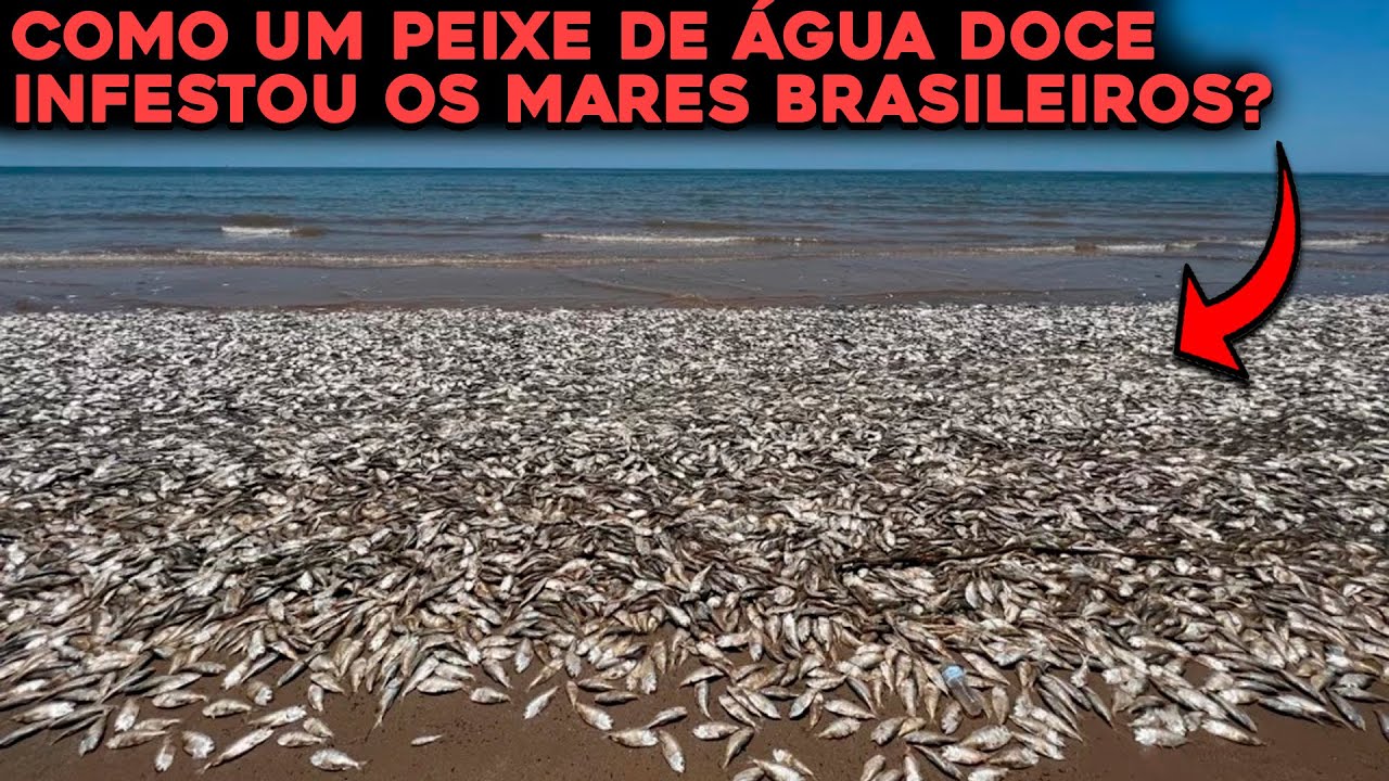 A PERIGOSA INFESTAÇÃO DE TILÁPIAS NOS MARES BRASILEIROS