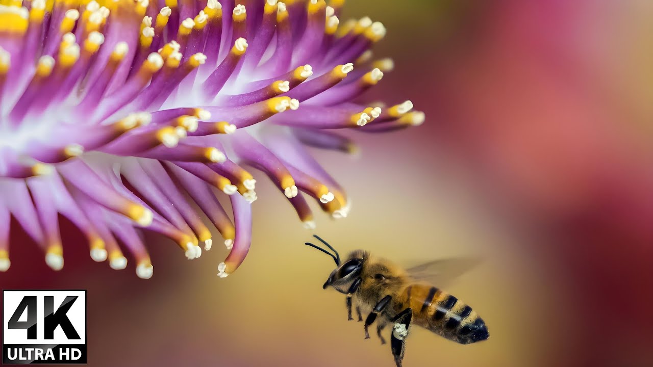 Insect Kingdom in 4K: A Visual Feast for Nature Lovers