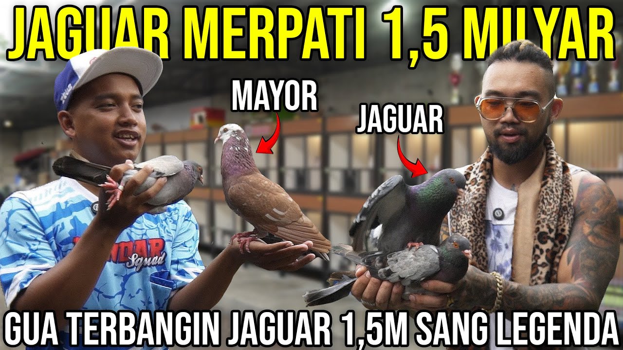 JAGUAR MERPATI 1,5 MILYAR GUA TERBANGIN JAGUAR 1,5M SANG LEGENDA | BANDAR PIGEON FARM