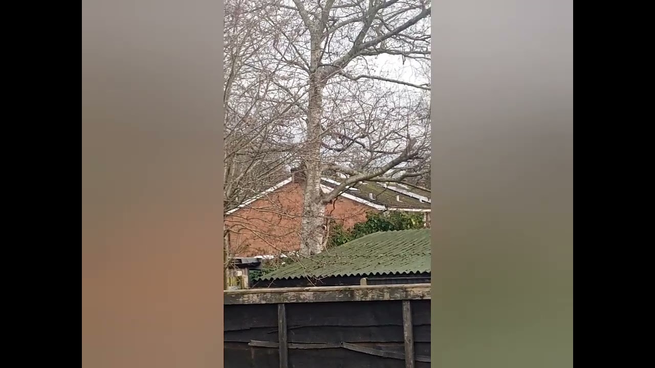 Rare white squirrel and gray squirrels playing,been waiting 3 years to see it and it tu to Ned up.