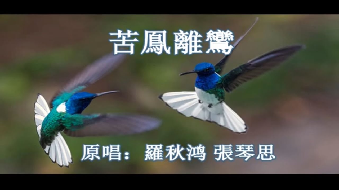 苦凤离鸾 音樂版