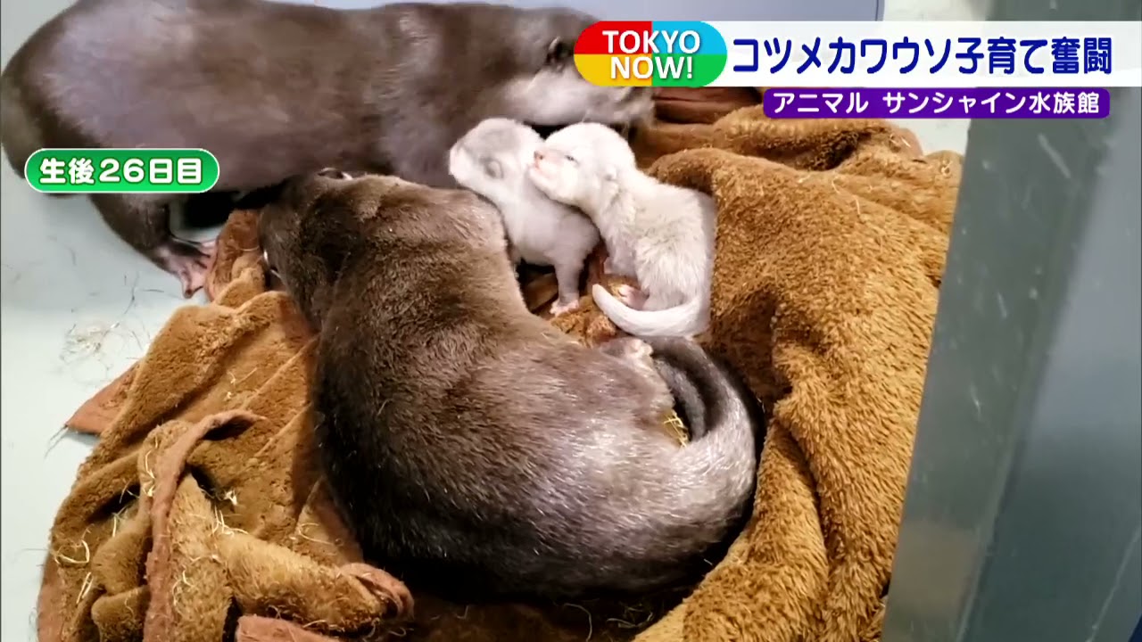 サンシャイン水族館　コツメカワウソの子育て
