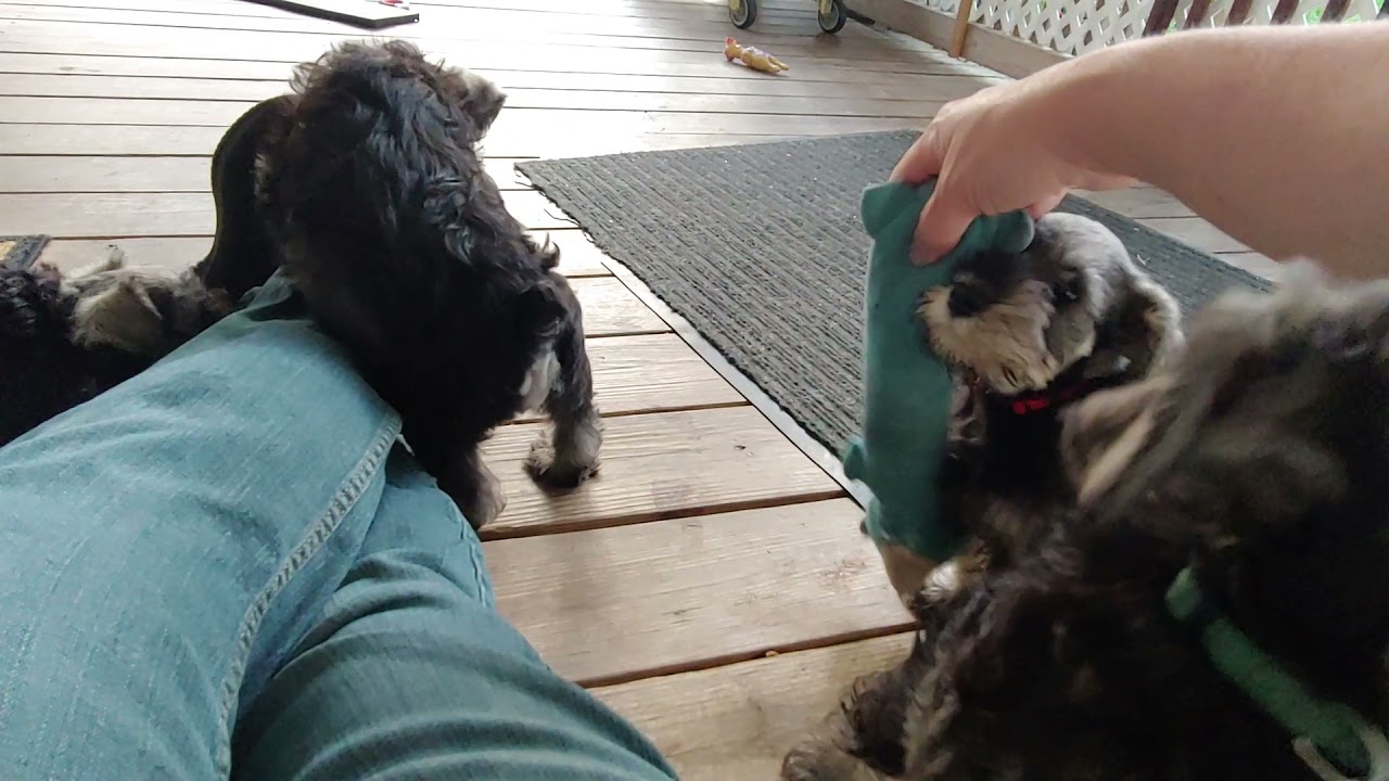 Ellie x Stanley 8 weeks