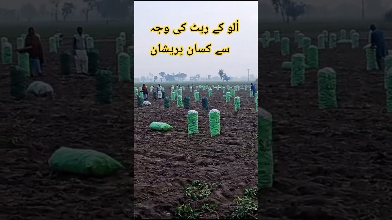 #potato #agriculture #agriculturelife #redpotato #potatomarket #ytshorts